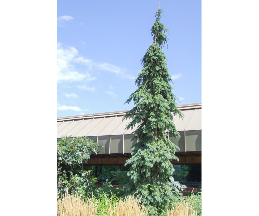 Weeping White Spruce